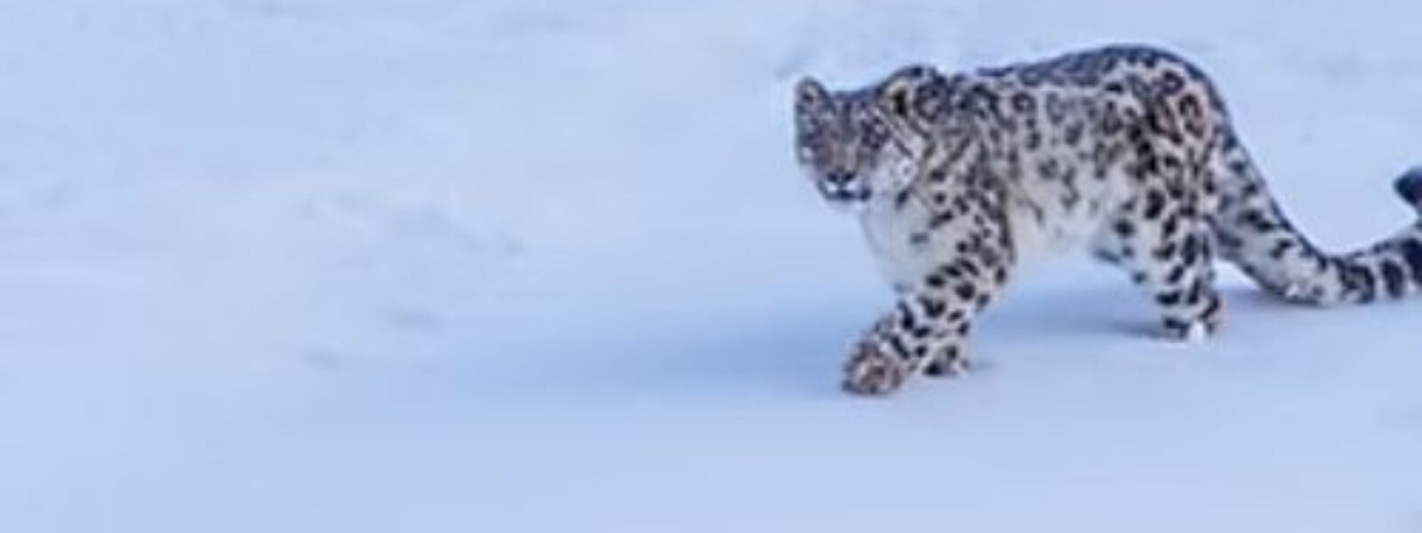 Wildlife