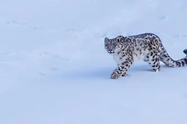 SNOW LEOPARD EXPEDITION