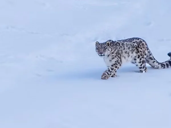 SNOW LEOPARD EXPEDITION